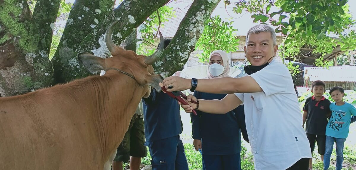 Insentif Bagi Peternak di Kota Padang yang Memiliki Sapi Betina yang Baru Melahirkan